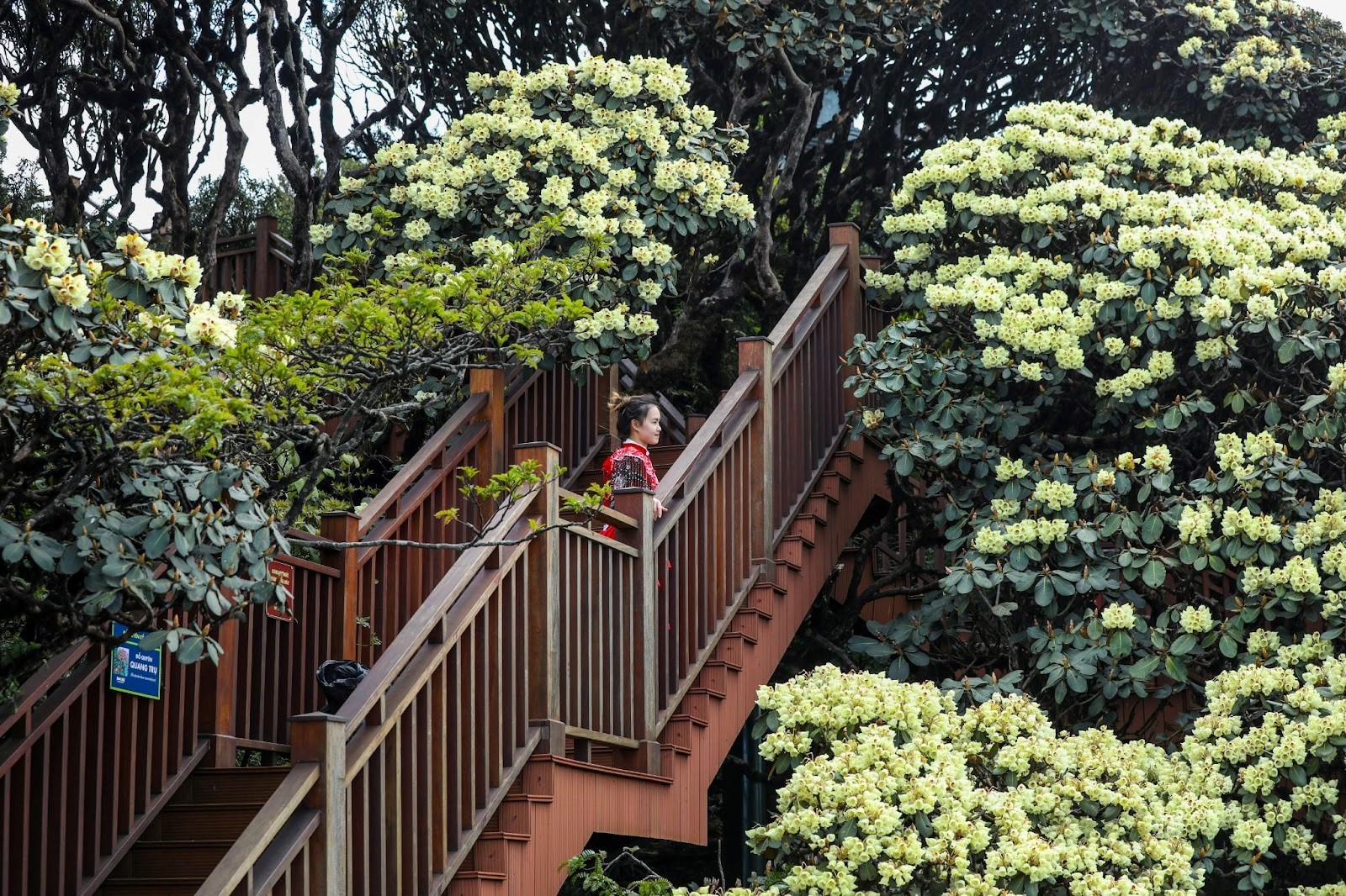 Fansipan: Địa điểm ngắm hoa hồng đẹp nhất miền Bắc 
 - 3